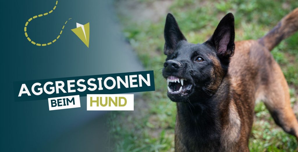 Hunde Aggression Blog