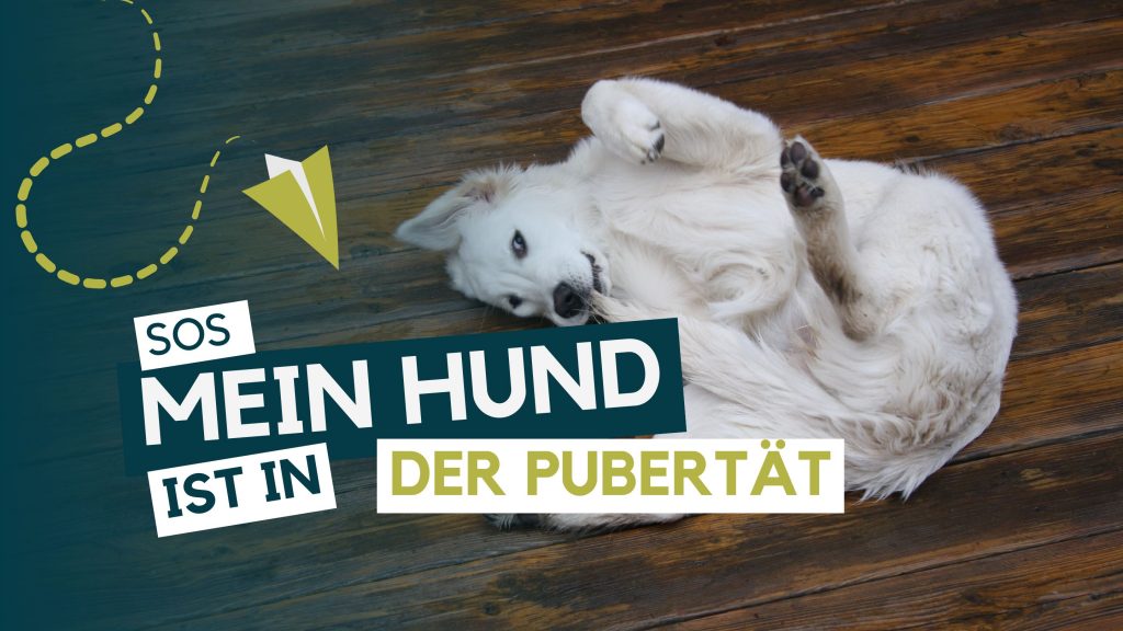 Leinenführung Hunde Blog Hundeerziehung