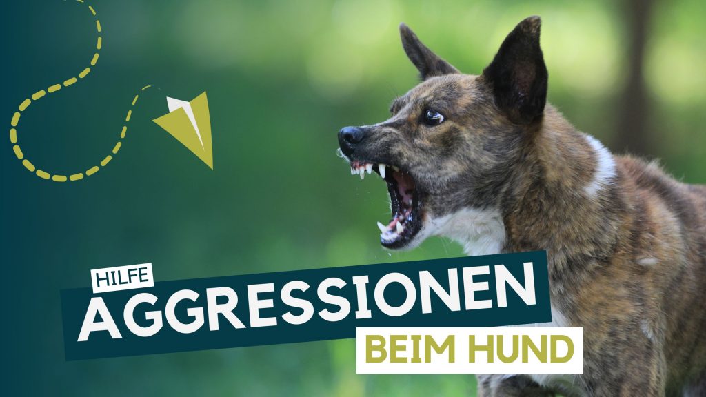 Hunde Aggression Blog Hundeerziehung Körpersprache