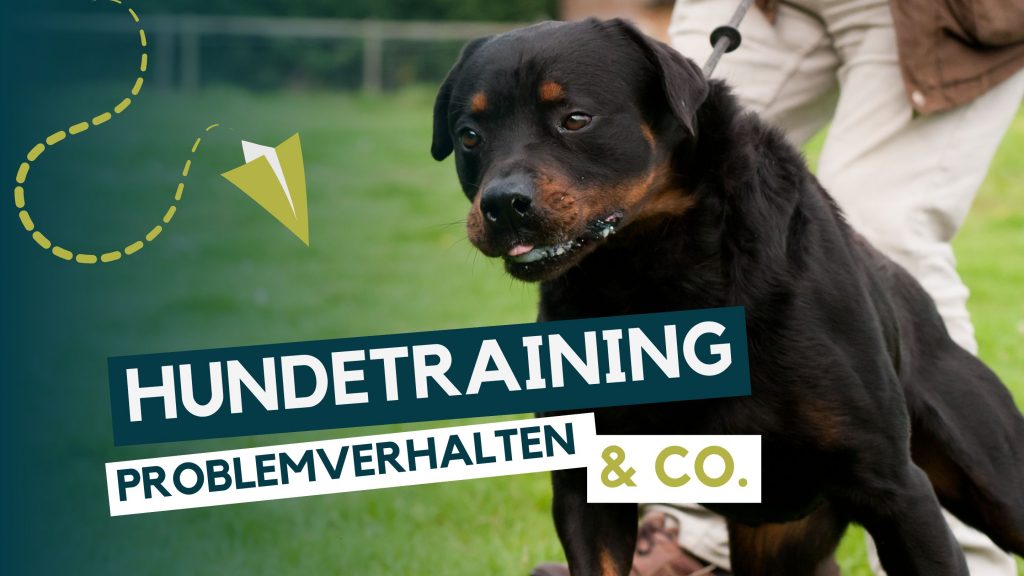 Hunde Aggression Blog Hundeerziehung Körpersprache