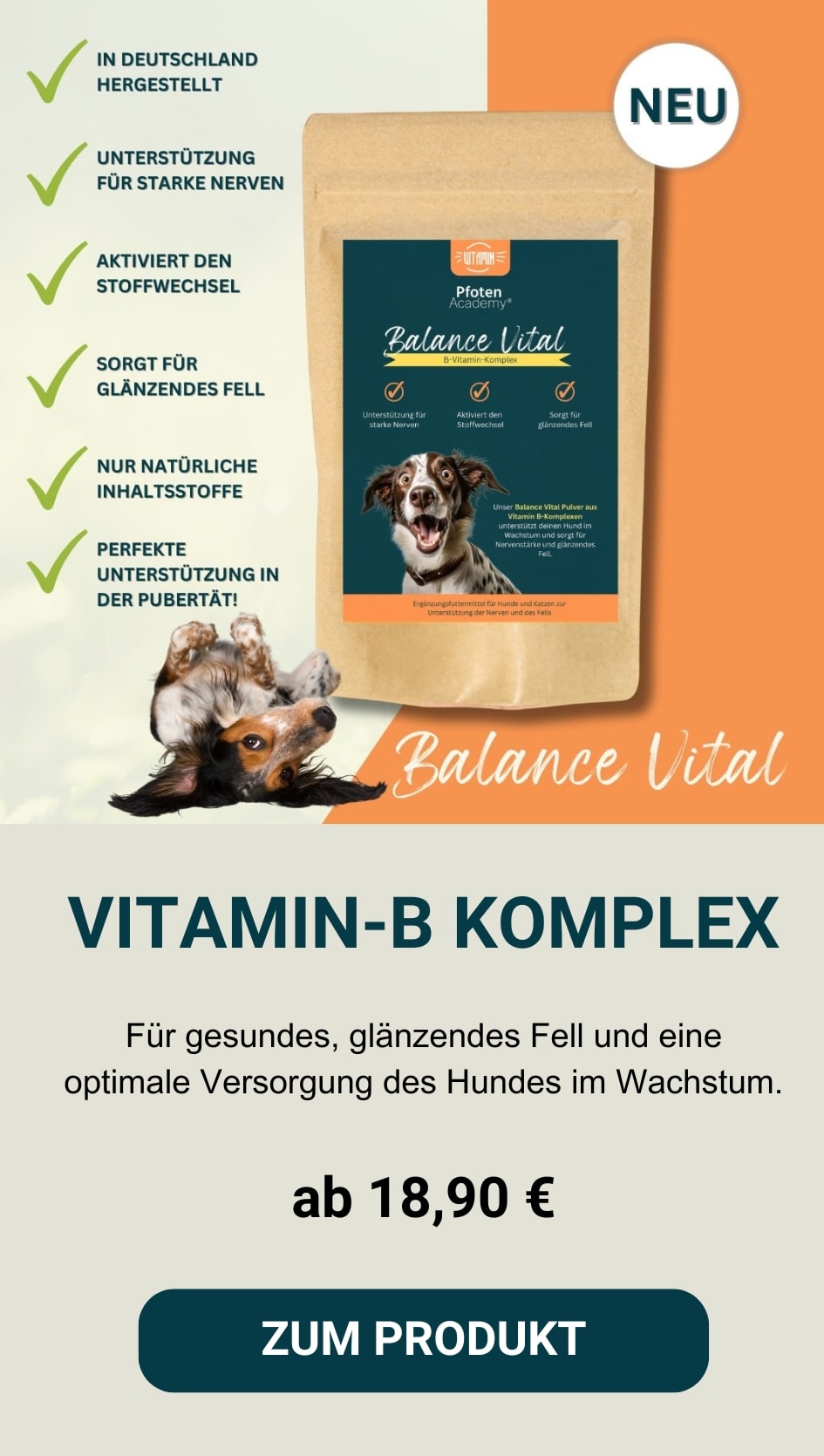 Hundeschule, Hundetrainer werden, Zubehör für Hunde