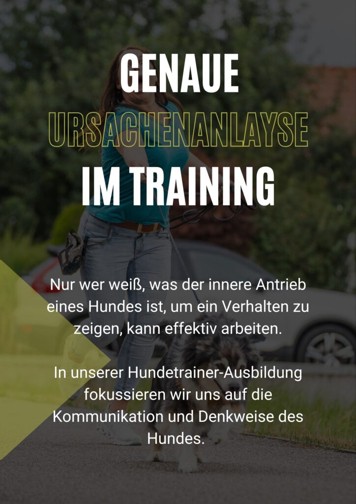 Hundeschule, Hundetrainer werden