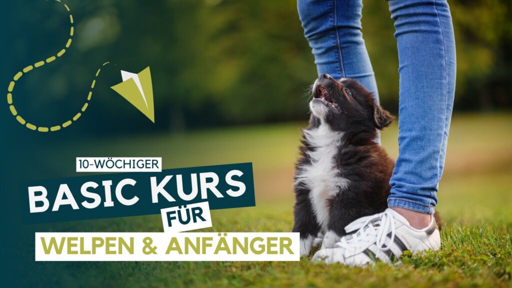 Hundeschule, Hundetraining, Welpenschule, Erziehung