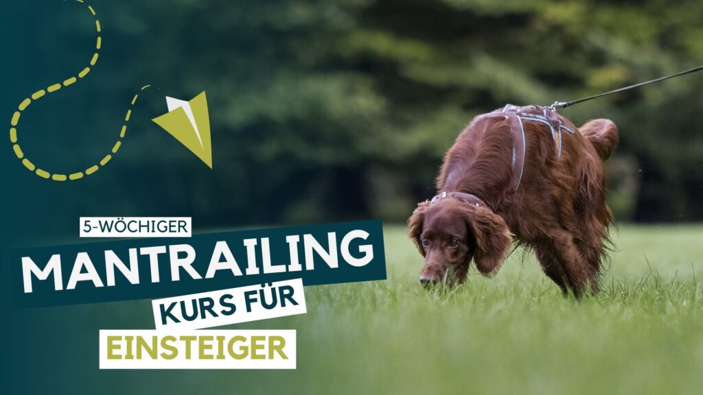 Hundeschule, Hundetraining, Welpenschule, Erziehung