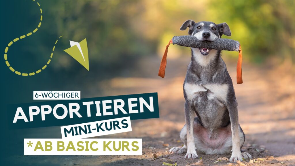 Hundeschule, Hundetraining, Welpenschule, Erziehung