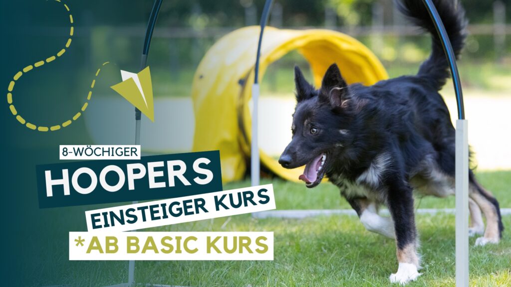 Hundeschule, Hundetraining, Welpenschule, Erziehung