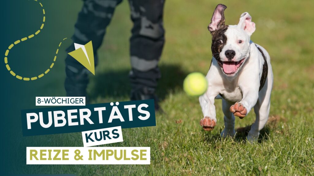 Hundeschule, Hundetraining, Welpenschule, Erziehung