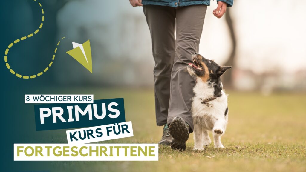 Hundeschule, Hundetraining, Welpenschule, Erziehung