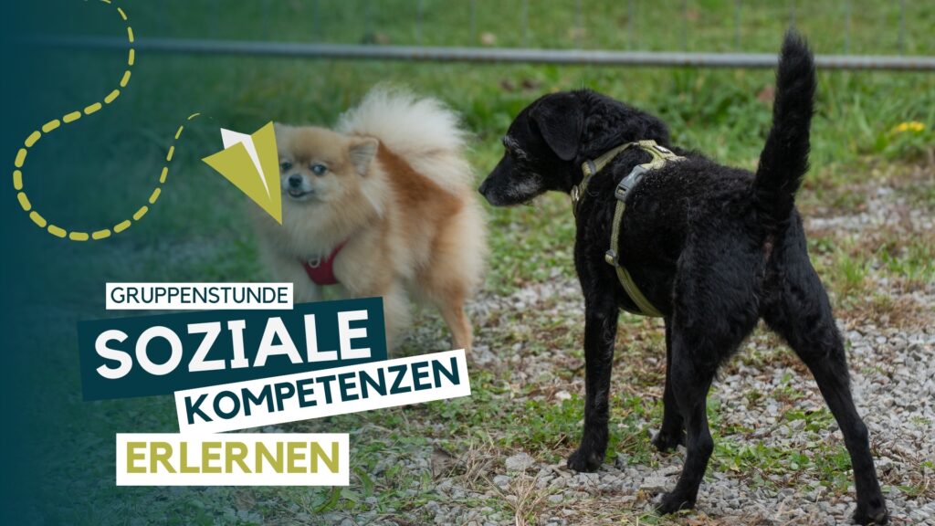 Hundeschule, Hundetraining, Welpenschule, Erziehung