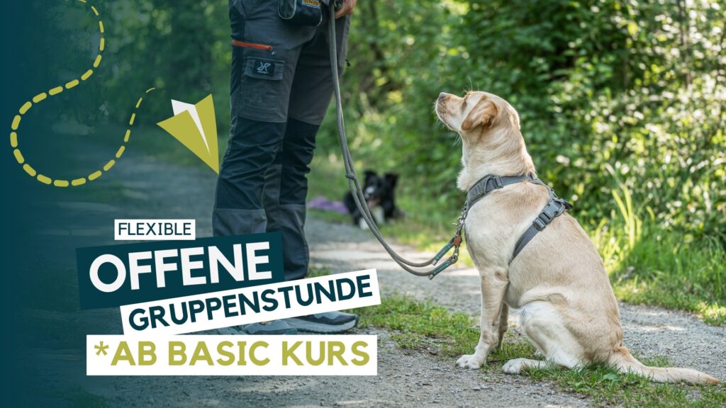 Hundeschule, Hundetraining, Welpenschule, Erziehung