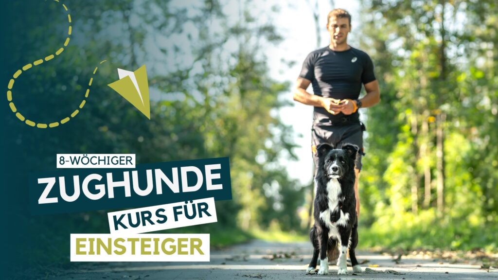 Hundeschule, Hundetraining, Welpenschule, Erziehung